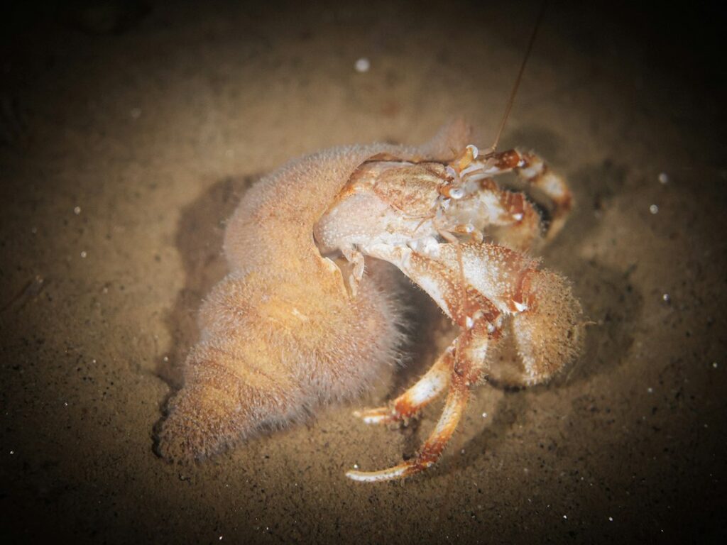 ヤドカリの参考写真。ヤドカリ検定２級の取得証拠ではありません